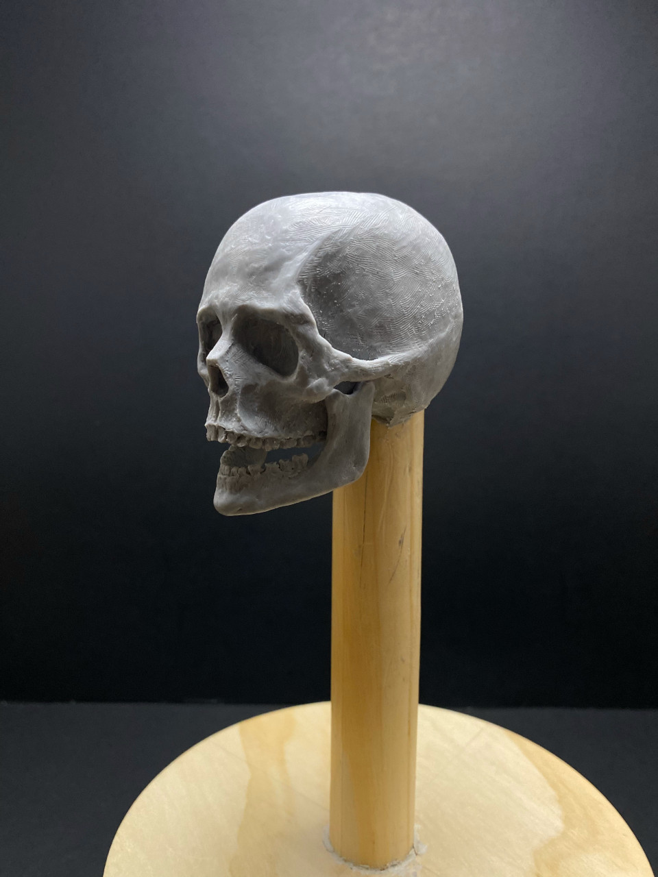 Skull Study Sculpture by Jason Jacobs