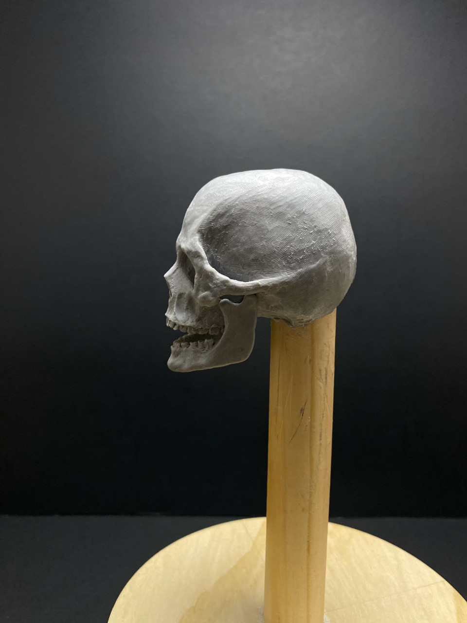 Skull Study Sculpture by Jason Jacobs
